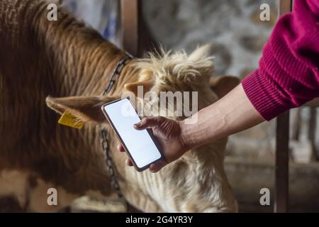 Hand eines Landwirts, der ein Telefon mit weißem Bildschirm neben einer Kuh hält - Smart Livestock Farming Concept Stockfoto