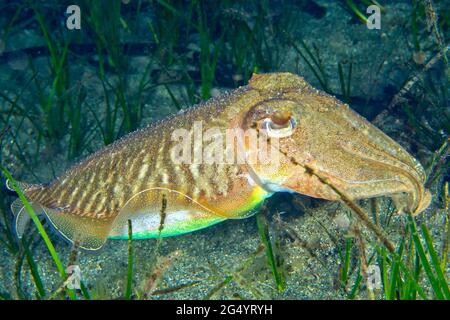 Europäischer gemeiner Tintenfisch, Sepia officinalis, Naturpark Cabo Cope Puntas del Calnegre, Mittelmeer, Murcia, Spanien, Europa Stockfoto