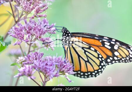 Seitenansicht eines Monarchen-Schmetterlings (Danaus plexippus), der sich von den rosa Blüten von Joe-Pye Weed (Eupatorium pureum) ernährt. Speicherplatz kopieren. Nahaufnahme. Stockfoto