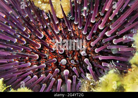 Seeigel, Paracentrotus lividus, Naturpark Cabo Cope Puntas del Calnegre, Mittelmeer, Murcia, Spanien, Europa Stockfoto