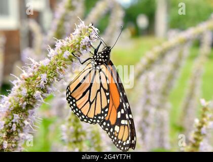 Ein Monarch Butterfly (Danaus plexippus), der sich vom Nektar des Anis-Ysop ernährt (Agastache foeniculum.) Nahaufnahme. Speicherplatz kopieren. Stockfoto