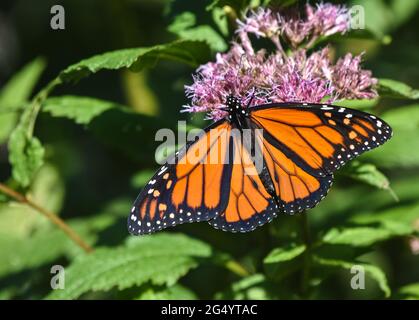 Ein männlicher Monarchschmetterling (Danaus plexippus) mit offenen Flügeln und der Fütterung der Blüten von Joe-Pye Weed (Eupatorium pureum). Speicherplatz kopieren. Nahaufnahme. Stockfoto