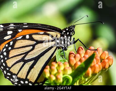 Nahaufnahme eines Monarchen-Schmetterlings (Danaus plexippus), der auf den orangefarbenen Blütenknospen von Butterfly Weed (Asclepias tuberosa) ruht. Speicherplatz kopieren. Stockfoto