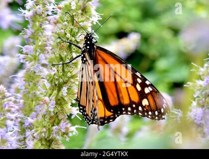 Eine Seitenansicht eines Monarchen-Schmetterlings (Danaus plexippus), der sich am Nektar von Anis-Ysop (Agastache foeniculum) ernährt. Nahaufnahme. Stockfoto