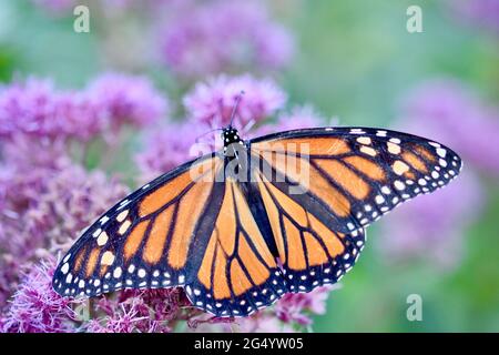 Topview eines Monarchschmetterlings (Danaus plexippus) mit offenen Flügeln und Fütterung der rosa Blüten von Joe-Pye Weed (Eupatorium pureum). Speicherplatz kopieren. Stockfoto
