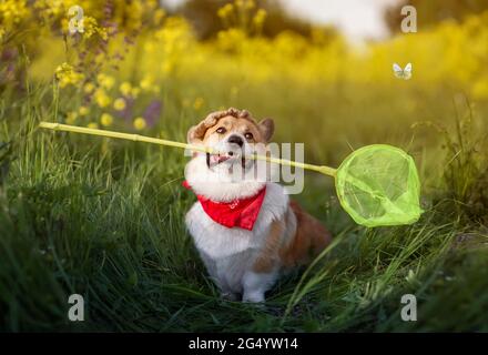 Süßer Corgi-Welpe in einem panamahut fängt Schmetterlinge mit einem Netz auf einer sommerblühenden Wiese Stockfoto