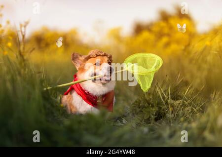 Süßer Corgi-Welpe in einem panamahut fängt Schmetterlinge mit einem Netz auf einer sommerblühenden Wiese Stockfoto