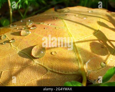 Gefallenes Espenblatt mit Regentropfen unter Sonnenlicht, Makro, geringer Tiefenschärfe Stockfoto
