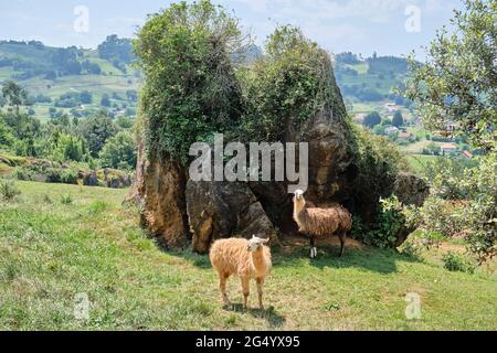 Zwei Lamas betrachten die Kamera im Naturpark Cabarceno in Kantabrien, Spanien. Stockfoto