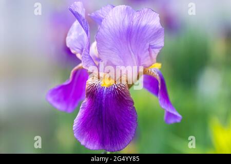 Bild einer bunten bärtigen Iris mit Lavendel-, Lila- und Gelbtönen, die auf einem abstrahierten Hintergrund dargestellt ist. Stockfoto