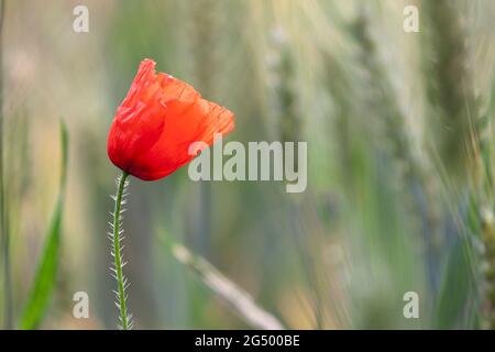 Rotmohn Papaver-Rhoeas im Maisfeld Stockfoto