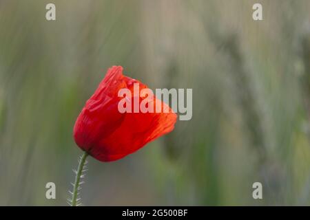 Rotmohn Papaver-Rhoeas im Maisfeld Stockfoto