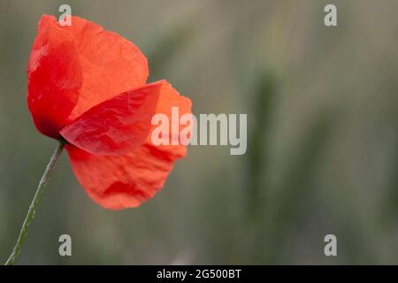 Rotmohn Papaver-Rhoeas im Maisfeld Stockfoto