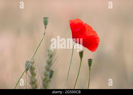 Rotmohn Papaver-Rhoeas im Maisfeld Stockfoto