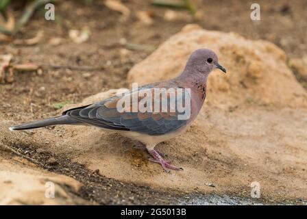 Laughing Dove - Spilopelia senegalensis, schöne farbige Schildkrötentaube aus afrikanischen Gärten, Wäldern und Wäldern, See Langano, Äthiopien. Stockfoto