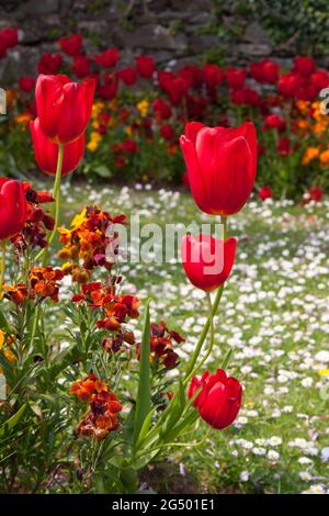 Frühlingsblumen - Tulpen und Wandblumen in der Grenze. Stockfoto