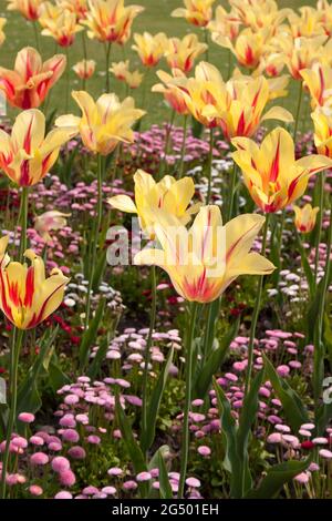 Frühlingsblumen - Tulpen und bellis Gänseblümchen am Rand. Stockfoto
