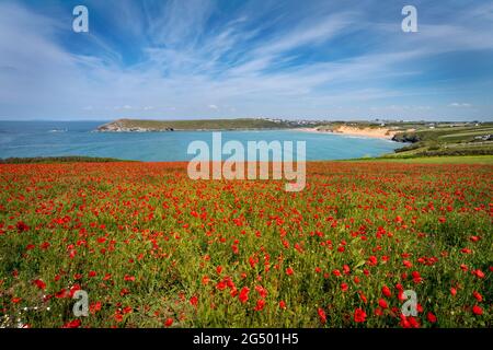 Ein blühendes Feld mit roten Mohnblumen an der küste von cornwall mit Blick auf den Crantock-Strand von West Pentire unter blauem Sommerhimmel Stockfoto
