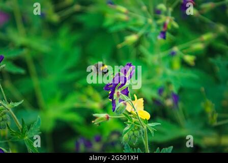 Purple Flower, Geranium 'Rozanne' und Bee Stockfoto