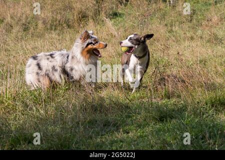 Ein paar Hunde, Blue Merle Australian Shepherd Welpe und Halb-Rasse Pitbull Hund, laufen auf der Wiese der Praglia in Ligurien in Italien Stockfoto
