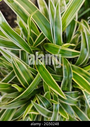 Ansicht von oben auf die chlorophytum Comosum, es auch als Spider Werk bekannt. Stockfoto