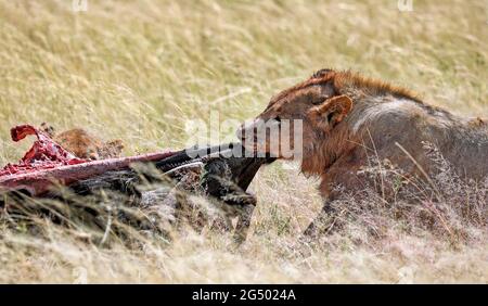 löwe nach dem Töten einer Antilope, Etosha National Park, Namibia, (Panthera leo) Stockfoto