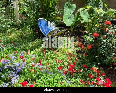 Ein Schmetterlingsgarten mit vielen verschiedenen Pflanzen, von denen sich die Schmetterlinge ernähren können. Stockfoto