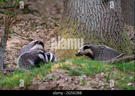 Eine europäische Dachsfamilie auf der Höhle in der Nähe eines Eichenstamms Stockfoto