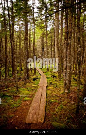 Plank Walkway entlang Inland Trail, Cutler Coast Public Land, Bold Coast Trail, Cutler, Maine, USA Stockfoto