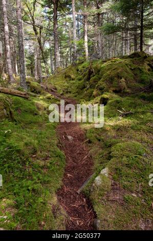 Inland Trail, Cutler Coast Public Land, Bold Coast Trail, Cutler, Maine, USA Stockfoto