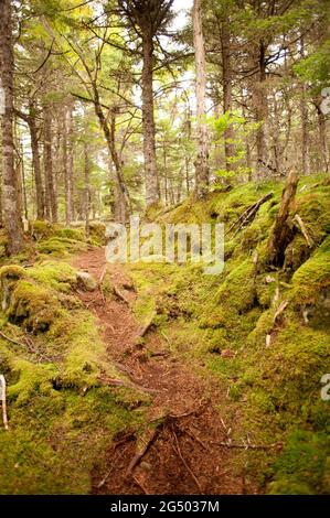 Inland Trail, Cutler Coast Public Land, Bold Coast Trail, Cutler, Maine, USA Stockfoto