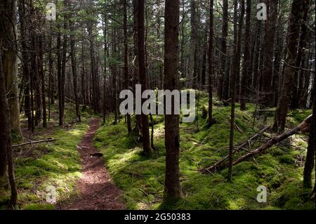 Inland Trail, Cutler Coast Public Land, Bold Coast Trail, Cutler, Maine, USA Stockfoto