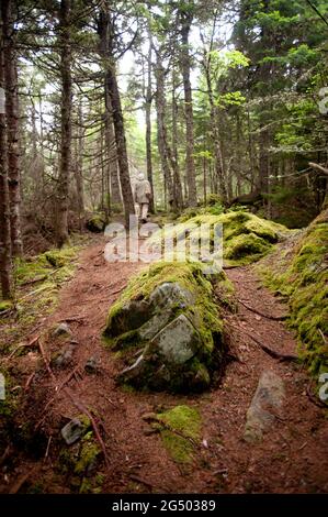 Coastal Trail, Cutler Coast Public Land, Bold Coast Trail, Cutler, Maine, USA Stockfoto