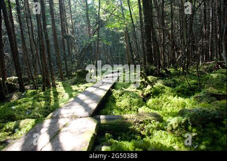 Plank Walkway entlang Inland Trail, Cutler Coast Public Land, Bold Coast Trail, Cutler, Maine, USA Stockfoto