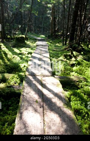 Plank Walkway entlang Inland Trail, Cutler Coast Public Land, Bold Coast Trail, Cutler, Maine, USA Stockfoto