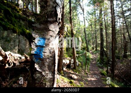 Trail Marker am Inland Trail, Cutler Coast Public Land, Bold Coast Trail, Cutler, Maine, USA Stockfoto