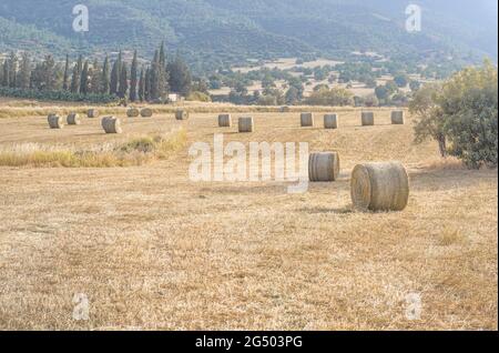 Heuballen in einem Feld aus gelbem, trockenem Gras in mediterraner Landschaft Stockfoto
