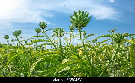 Artischocke steht am blauen Himmel, dramatischer Weitwinkel Stockfoto