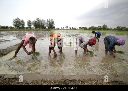 Amritsar. Juni 2021. Auf einer Farm im Distrikt Amritsar im nördlichen Bundesstaat Indiens, Punjab, pflanzt man Reisig-Sämlinge, 24. Juni 2021. Quelle: Str/Xinhua/Alamy Live News Stockfoto