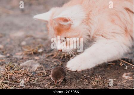 Ingwer und weißes Kätzchen mit der Beute einer Maus.neu Stockfoto