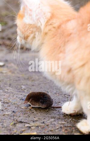 Ingwer und weißes Kätzchen mit der Beute einer Maus.neu Stockfoto