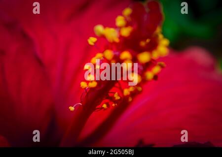 Makrofotografie der Natur mit Details Stockfoto