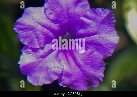 Makrofotografie der Natur mit Details Stockfoto