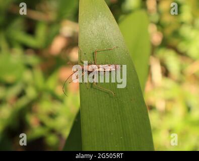 Ansicht eines nicht identifizierten braunen Insekts auf einem Blatt mit kleinen Wurzeln wie Teile Stockfoto