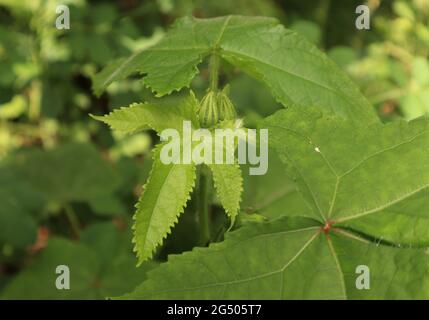 Zwei haarige Knospen mit wenigen Blättern einer Moschusblechpflanze (Abelmoschus moschatus) von oben Stockfoto