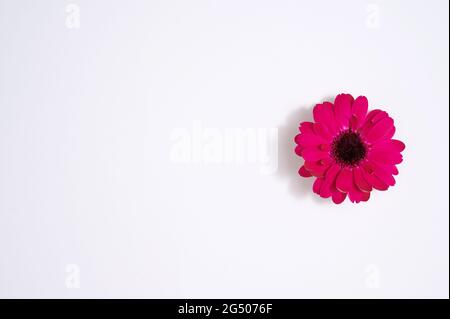 Rosa Gerbera auf dem weißen Papierhintergrund mit Schatten. Platz für Text kopieren. Blick von oben. Seitliche Position. Stockfoto