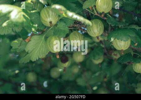 Nahaufnahme von Stachelbeeren auf einem Stachelbeerbusch, auf einer Farm. Hintergrund Frische junge Beeren. Makrofotografie. Stockfoto