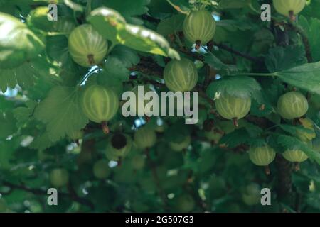 Nahaufnahme von Stachelbeeren auf einem Stachelbeerbusch, auf einer Farm. Hintergrund Frische junge Beeren. Makrofotografie. Stockfoto
