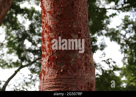 Die rote Rinde eines Baumes im Wald von Palenque, Mexiko Stockfoto