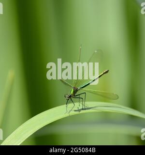 Gebändertes Demoiselle / gebändertes Agrion Damselfly (Calopteryx splendens) Weibchen, das seine Flügel beugt Stockfoto